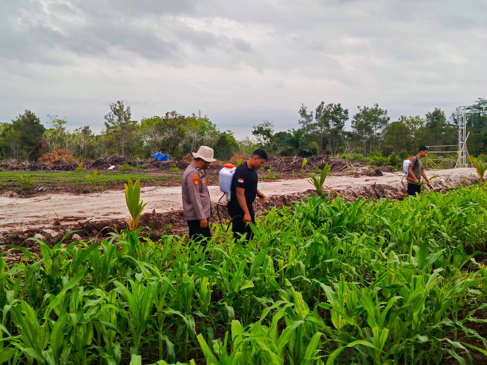 Sukseskan Program Ketahanan Pangan, Polsek Rakumpit Perhatikan Pertumbuhan Jagung di Kelurahan Pager