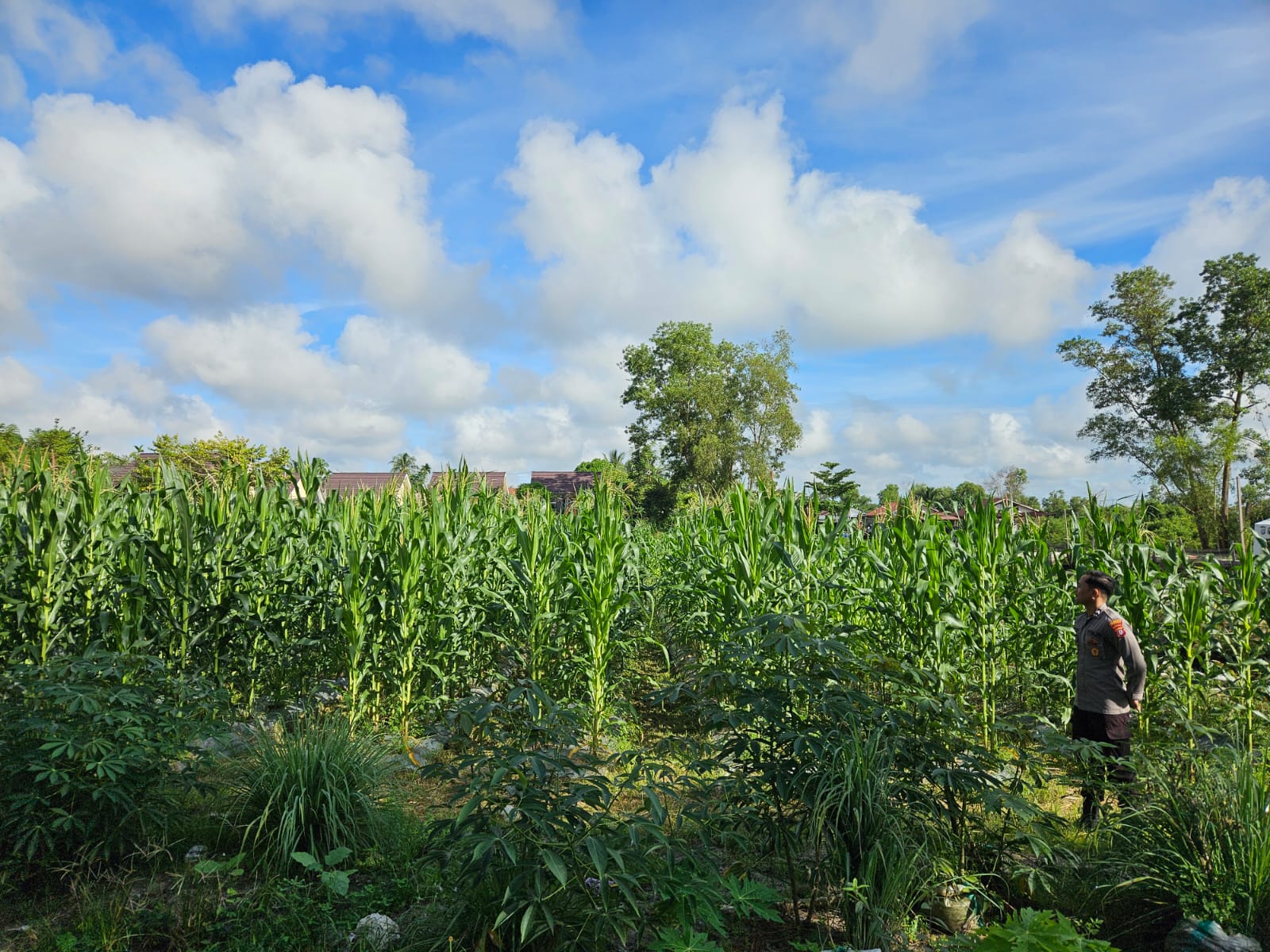 Polresta Palangka Raya Tinjau Perkembangan Tanaman Jagung di Lahan Ketahanan Pangan