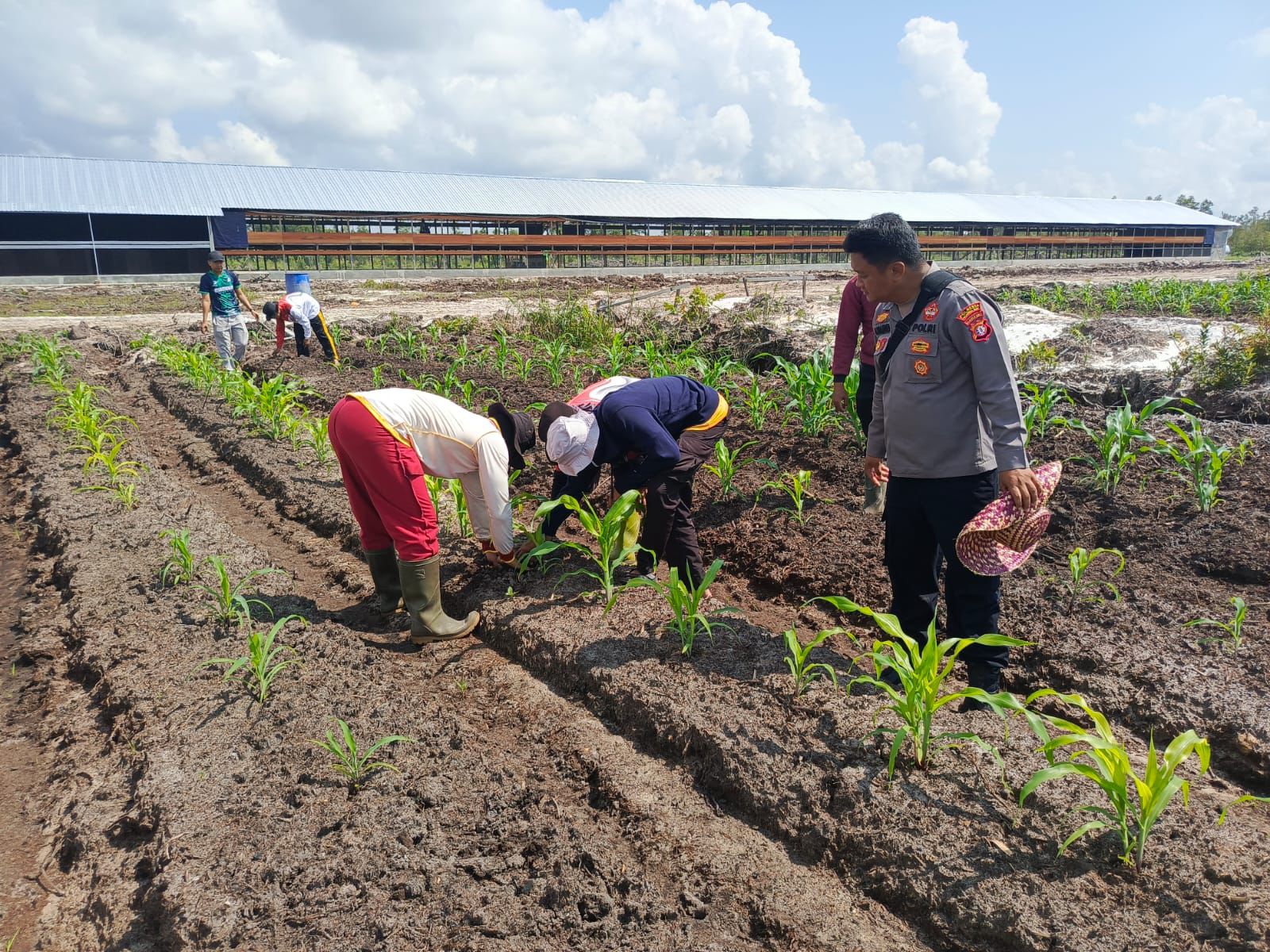 Di Lahan Kelompok Tani Elea Farm, Polsek Rakumpit Cek Pertumbuhan Jagung
