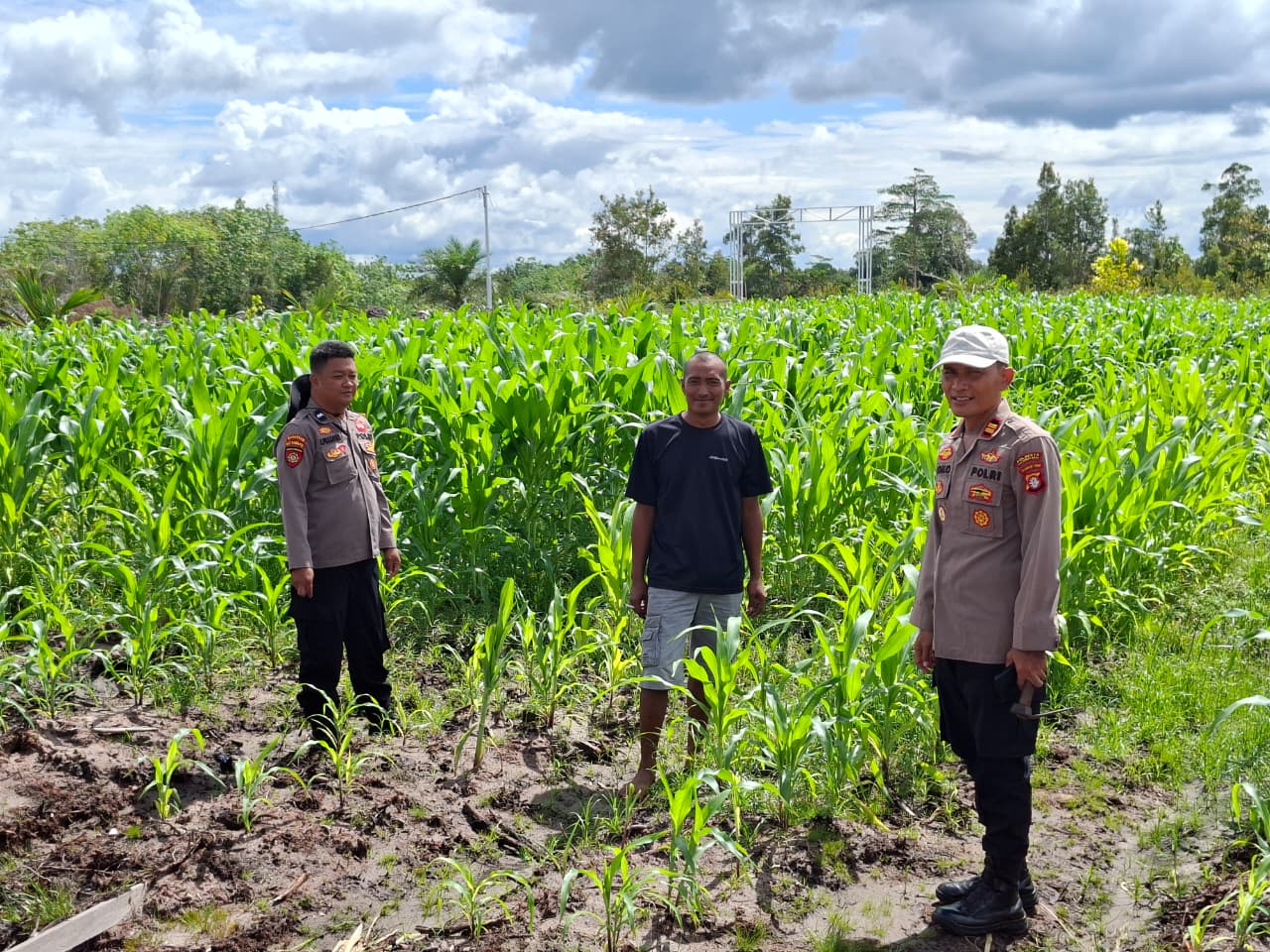 Polsek Rakumpit Bersama Elea Farm Laksanakan Penanaman Jagung Kuartal III