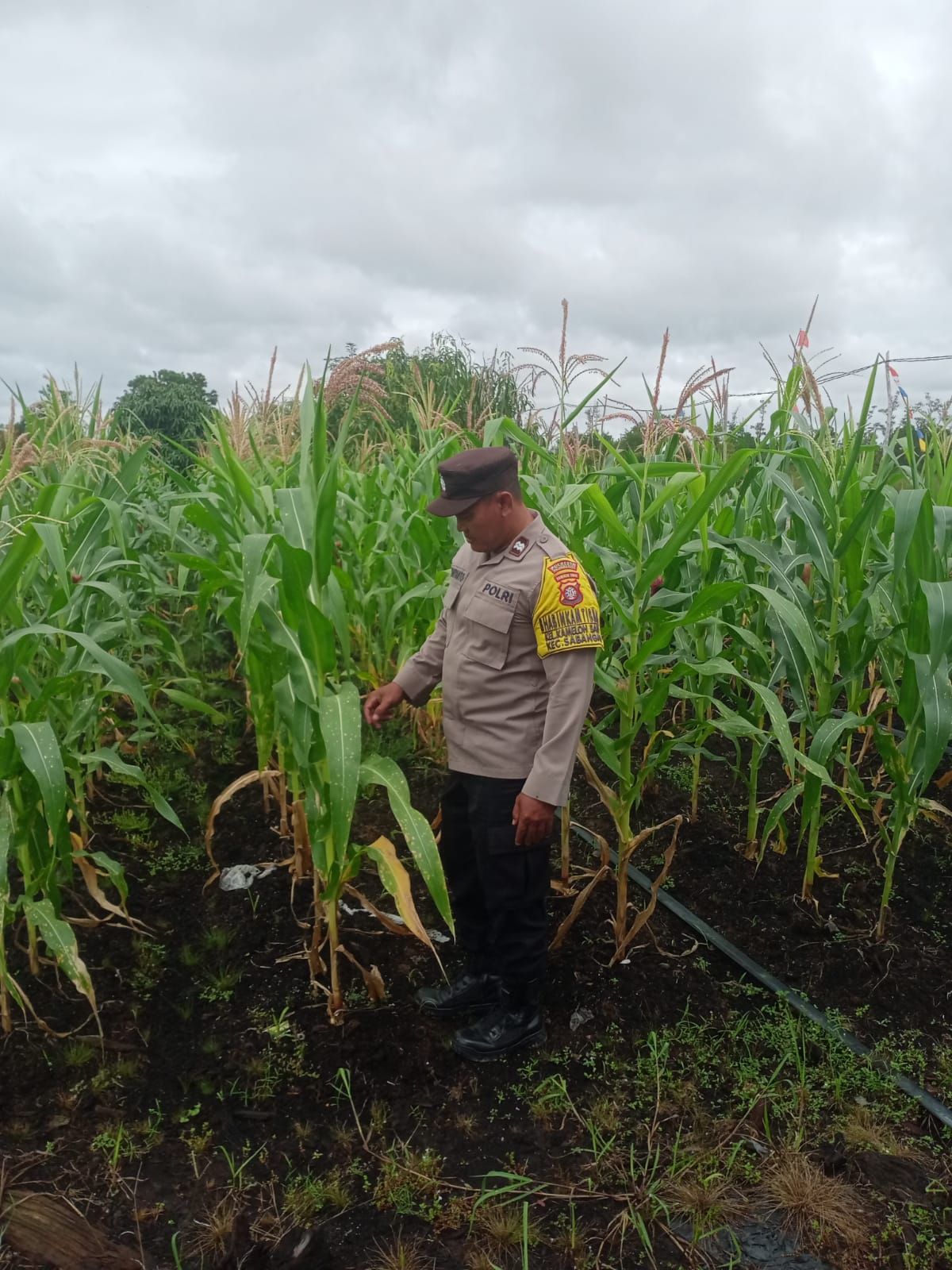 Dukung Ketahanan Pangan, Bhabinkamtibmas Polsek Sabangau Sambangi Perkebunan Jagung di PT. PGK