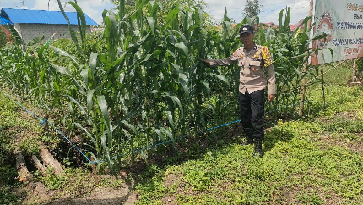 Polsek Pahandut Lakukan Pengecekan Perkembangan Lahan Jagung Program Ketahanan Pangan