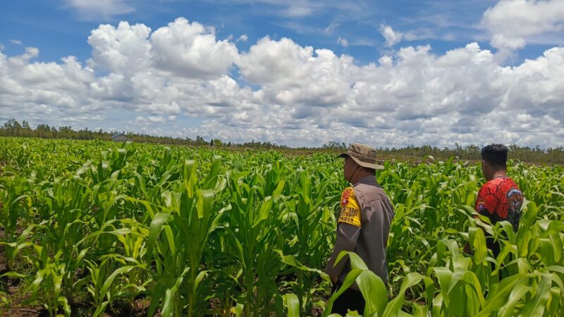 Polsek Rakumpit Lakukan Pengecekan Tanaman Jagung Kuartal 3 Bersama Kelompok Tani Pager