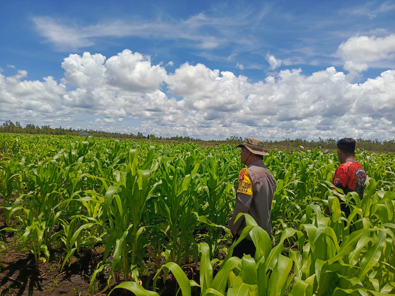 Polsek Rakumpit Lakukan Pengecekan Tanaman Jagung Kuartal 3 Bersama Kelompok Tani Pager