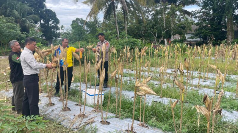Polresta Palangka Raya Panen Jagung Kuartal III Dukung Program Swasembada Pangan 2025