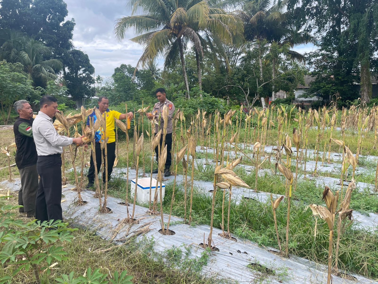 Polresta Palangka Raya Panen Jagung Kuartal III Dukung Program Swasembada Pangan 2025