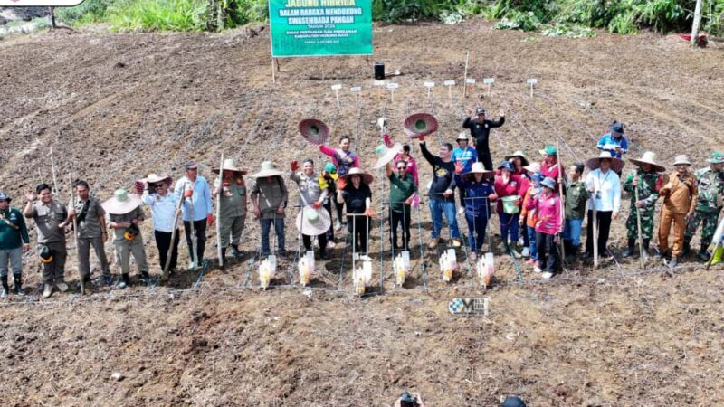 Dukung Swasembada Pangan, Bupati Tanam Jagung di Kelurahan Saripoi