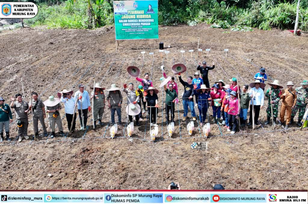 Dukung Swasembada Pangan, Bupati Tanam Jagung di Kelurahan Saripoi