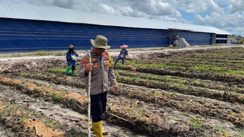 Dukung Ketahanan Pangan, Polsek Rakumpit Tanam Jagung Bersama Kelompok Tani di Pager