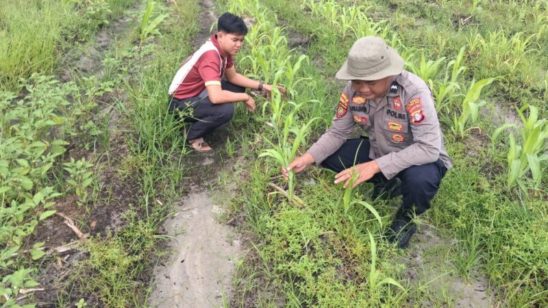 Kapolsek Rakumpit dan Bhabinkamtibmas Pantau Perkembangan Tanaman Jagung di Elea Farm