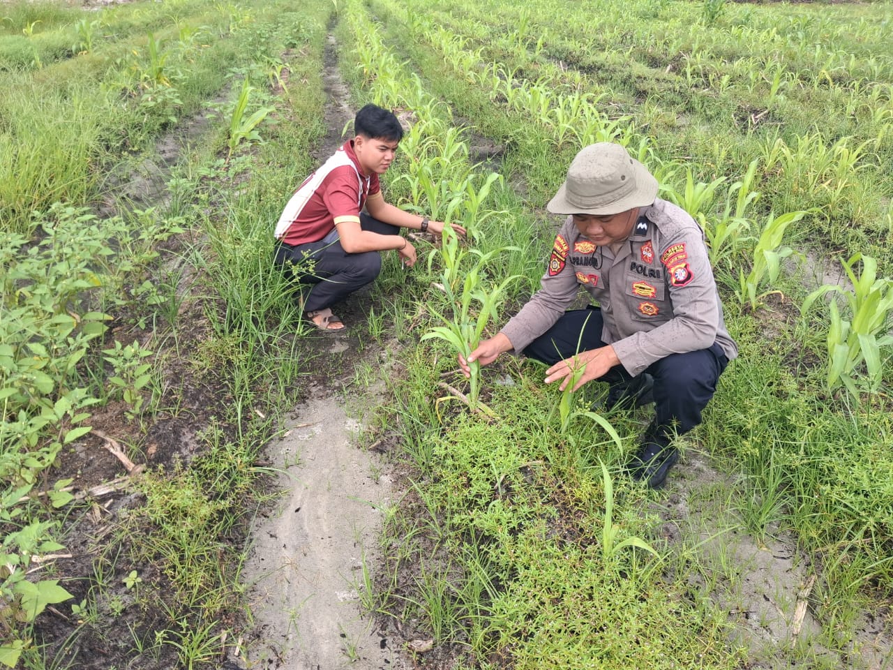 Kapolsek Rakumpit dan Bhabinkamtibmas Pantau Perkembangan Tanaman Jagung di Elea Farm
