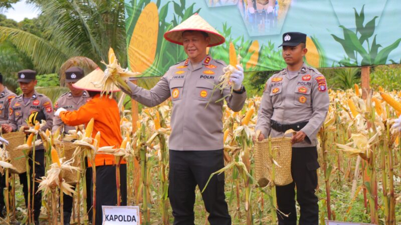 Dukung Ketahanan Pangan, Kapolda Kalteng Panen Raya Jagung Serentak Kuartal IV di Katingan