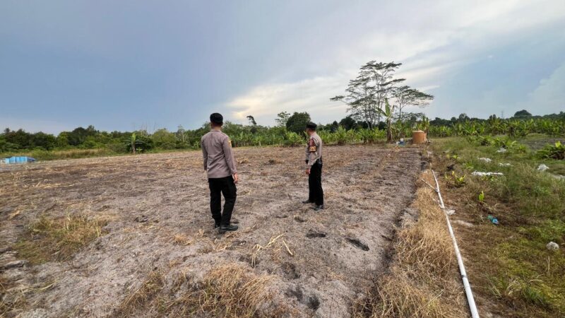 Siapkan Penanaman Jagung Kuartal I, Polsek Bukit Batu Cek Lahan Binaan di Tumbang Tahai