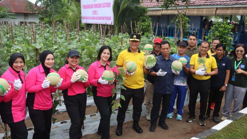 Dukung Ketahanan Pangan, Kapolda Kalteng Bersama Bhayangkari Panen Melon Perdana di Lahan Pekarangan Pangan Lestari