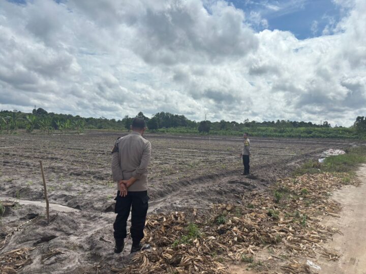 Cek Pertumbuhan Jagung, Polsek Bukit Batu Dukung Ketahanan Pangan