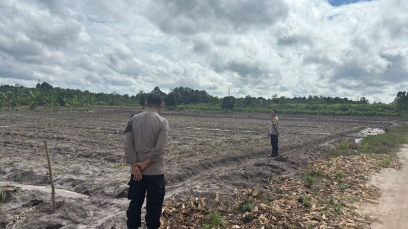 Cek Pertumbuhan Jagung, Polsek Bukit Batu Dukung Ketahanan Pangan