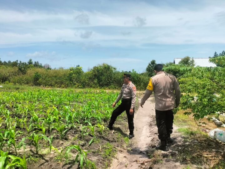 Monitor Perkembangan Tanaman Jagung, Polsek Bukit Batu Sambangi Lahan Warga di Tumbang Tahai