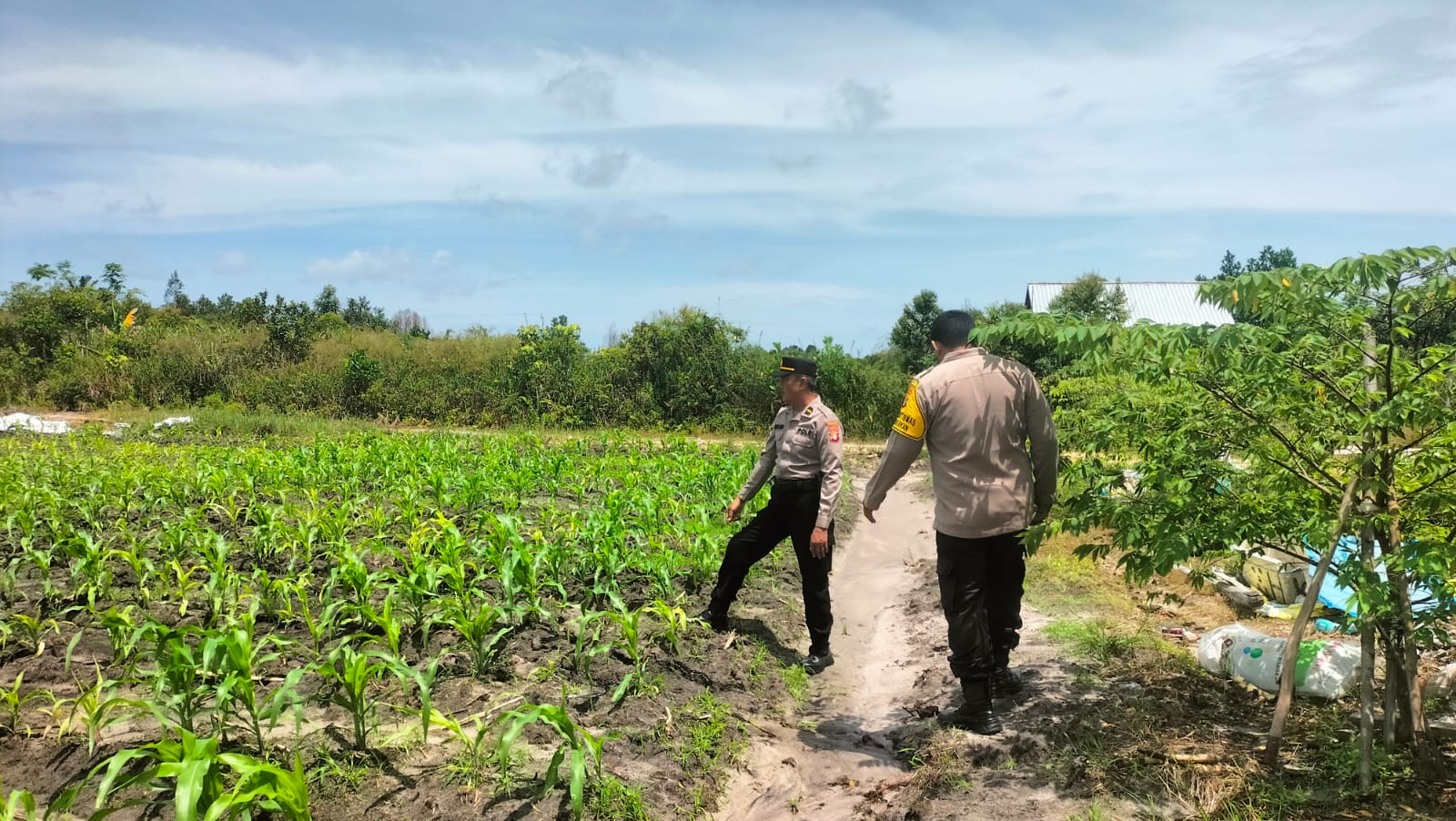 Monitor Perkembangan Tanaman Jagung, Polsek Bukit Batu Sambangi Lahan Warga di Tumbang Tahai