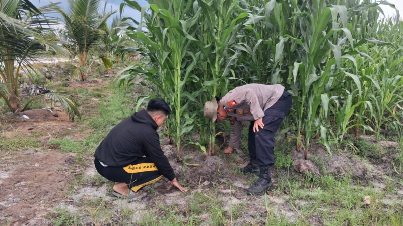 Dukung Ketahanan Pangan, Kapolsek Rakumpit Beri Motivasi Petani Jagung di Elea Farm