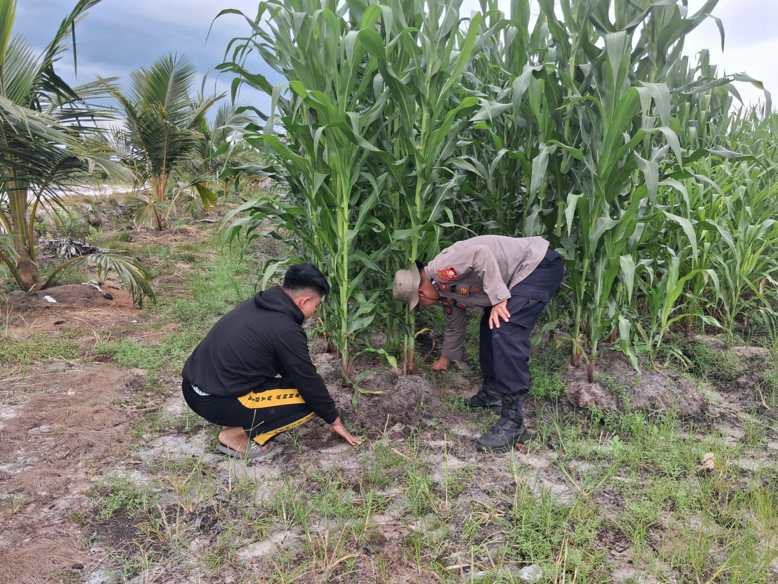 Dukung Ketahanan Pangan, Kapolsek Rakumpit Beri Motivasi Petani Jagung di Elea Farm