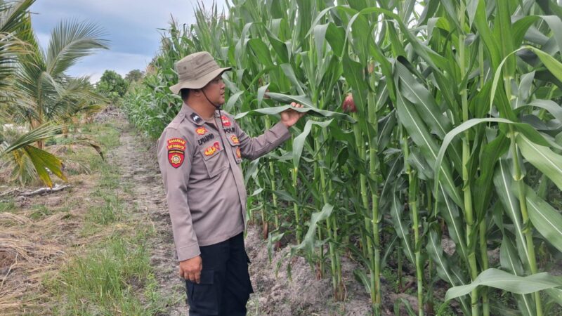 Kapolsek Rakumpit Cek Pertumbuhan Jagung di Lahan Kelompok Tani Elea Farm