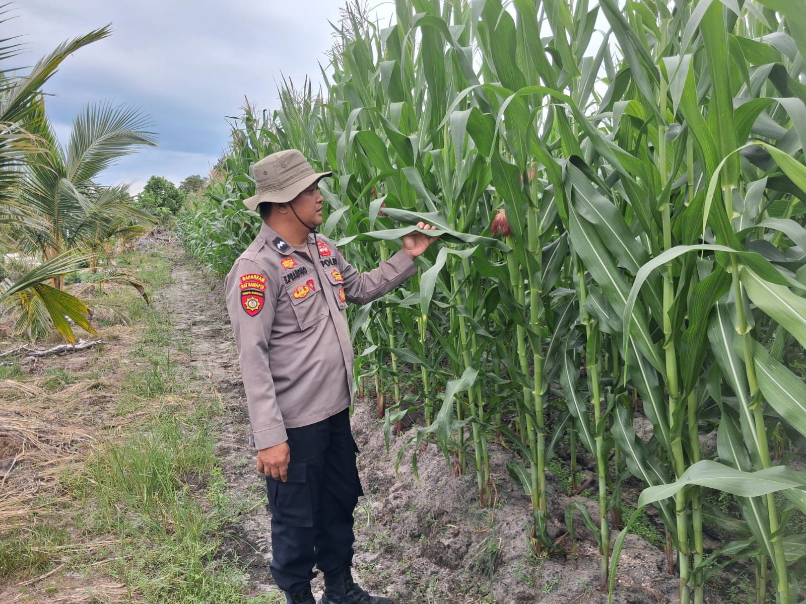 Kapolsek Rakumpit Cek Pertumbuhan Jagung di Lahan Kelompok Tani Elea Farm