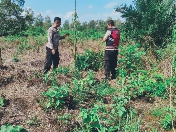 Cek Lahan Jagung, Polsubsektor Jekan Raya Pastikan Kesiapan Tanam di Wilayah Bukit Tunggal