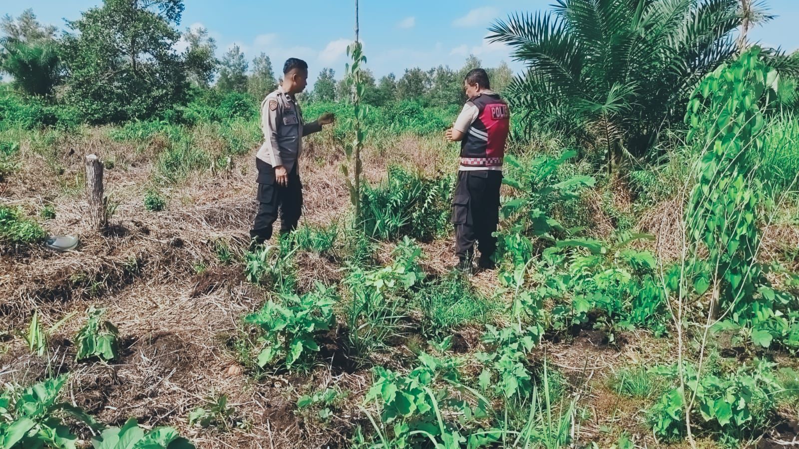 Cek Lahan Jagung, Polsubsektor Jekan Raya Pastikan Kesiapan Tanam di Wilayah Bukit Tunggal