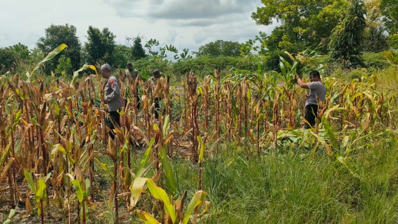 Dukung Ketahanan Pangan, Personel Polsek Pahandut Rawat Lahan Jagung Jelang Panen