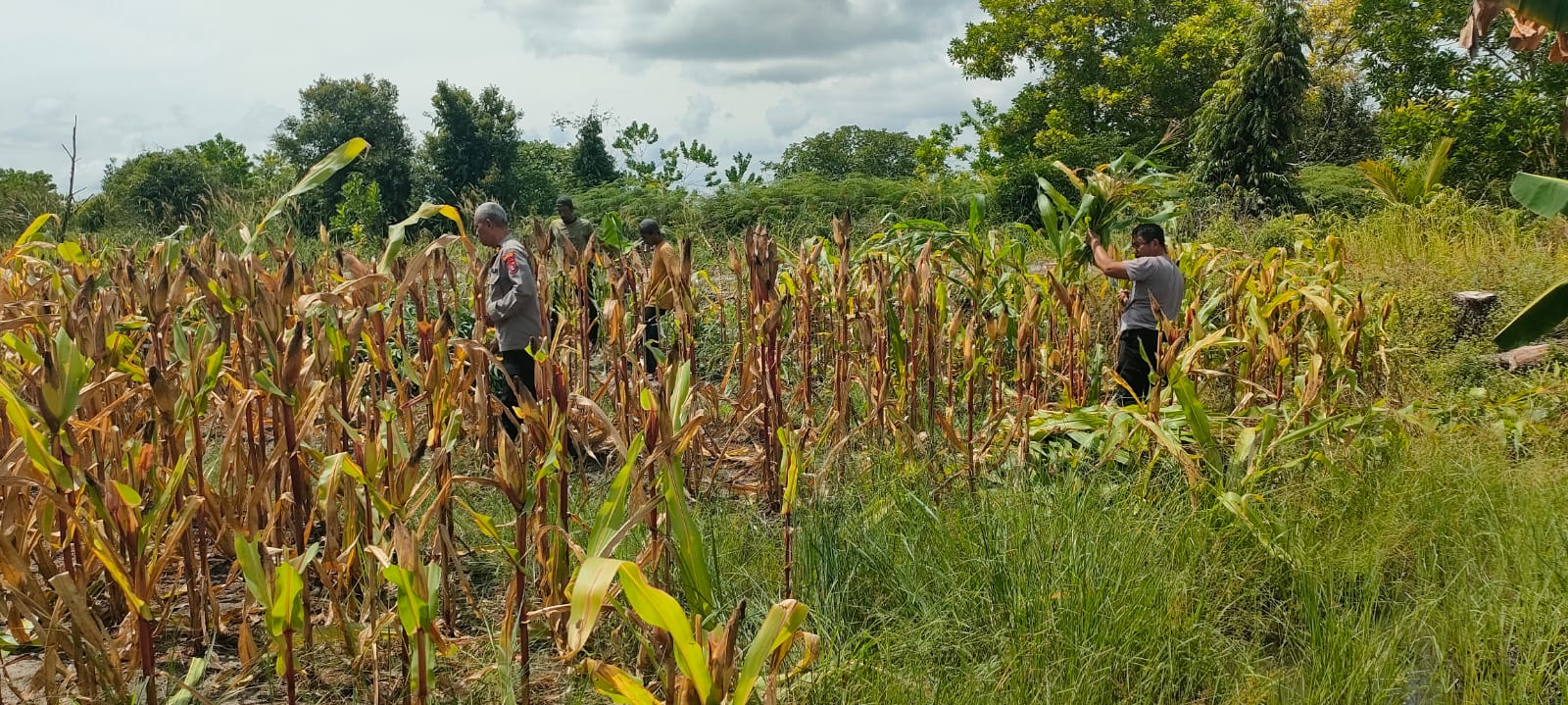 Dukung Ketahanan Pangan, Personel Polsek Pahandut Rawat Lahan Jagung Jelang Panen