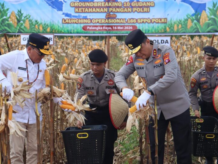 Perkuat Ketahanan Pangan, Kapolda Kalteng Panen Raya Jagung Kuartal II Bersama Forkopimda di Rakumpit