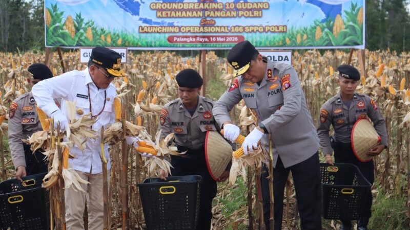 Perkuat Ketahanan Pangan, Kapolda Kalteng Panen Raya Jagung Kuartal II Bersama Forkopimda di Rakumpit