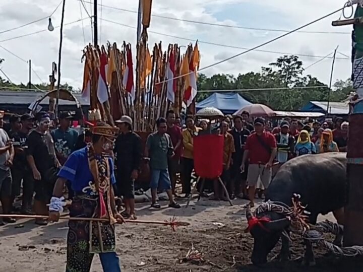 Sakral dan Penuh Makna, Umat Hindu Kaharingan Empat Desa Laksanakan Tiwah Massal dengan 20 Kerbau Kurban