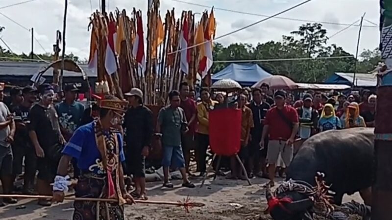 Sakral dan Penuh Makna, Umat Hindu Kaharingan Empat Desa Laksanakan Tiwah Massal dengan 20 Kerbau Kurban