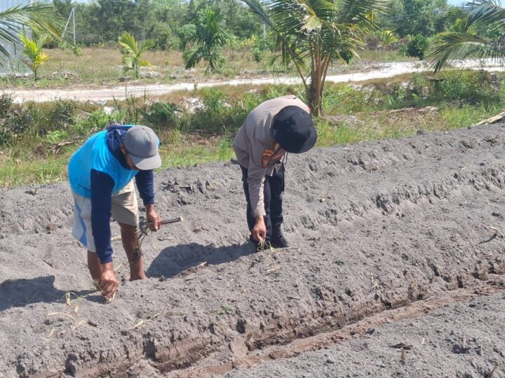 Dukung Ketahanan Pangan, Bhabinkamtibmas Kelurahan Pager Pantau Lahan Jagung Kelompok Tani Elea Farm