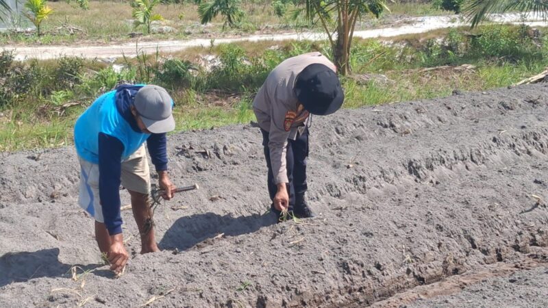 Dukung Ketahanan Pangan, Bhabinkamtibmas Kelurahan Pager Pantau Lahan Jagung Kelompok Tani Elea Farm