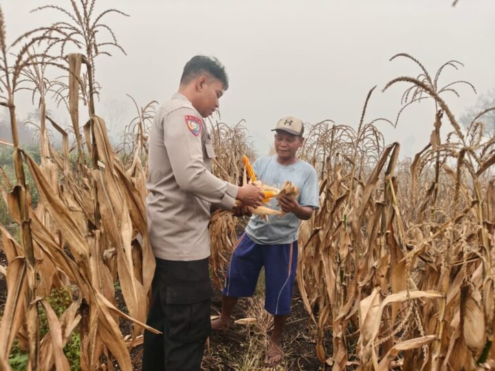 Dukung Swasembada Pangan, Polsek Sabangau Dampingi Panen Raya Jagung di Kalampangan
