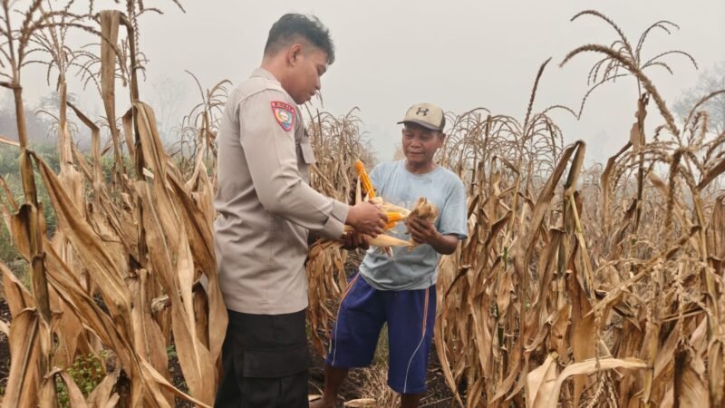 Dukung Swasembada Pangan, Polsek Sabangau Dampingi Panen Raya Jagung di Kalampangan