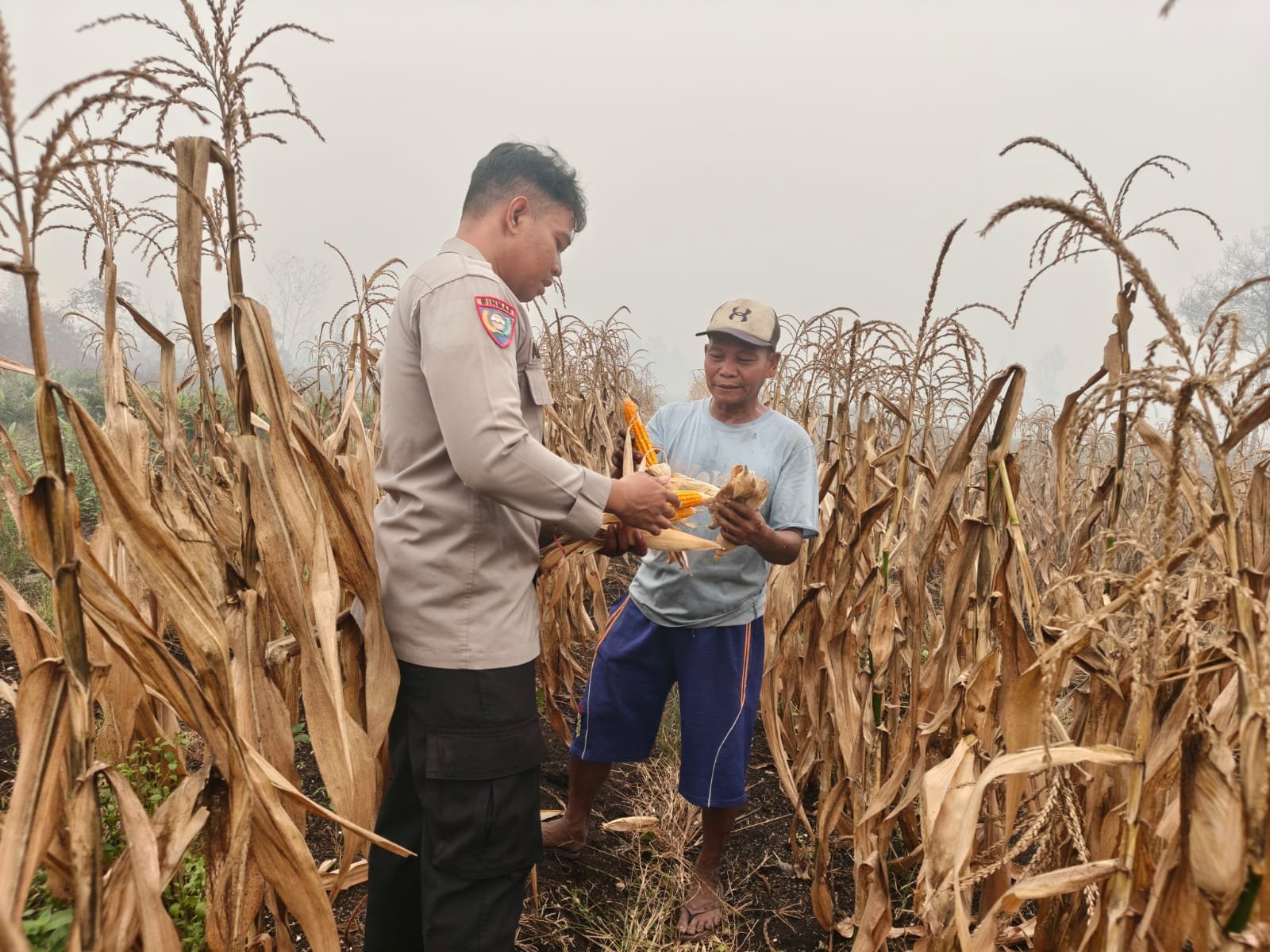 Dukung Swasembada Pangan, Polsek Sabangau Dampingi Panen Raya Jagung di Kalampangan